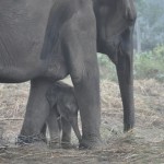 3 dagen oud olifantje met zijn moeder in Chitwan