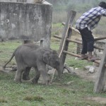 3 dagen oud olifantje, Chitwan. Hij is al erg zwaar en gevaarlijk zijn als je niet op past :)